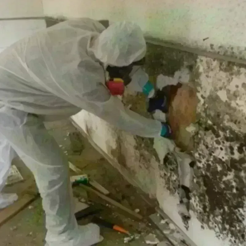 Mold Remediation and Removal in Orange Park, FL